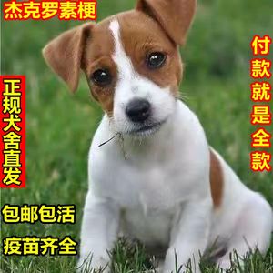 杰克罗素梗犬幼犬活体小型狩猎犬洞穴猎狗猎狐犬家养宠物狗狗活物