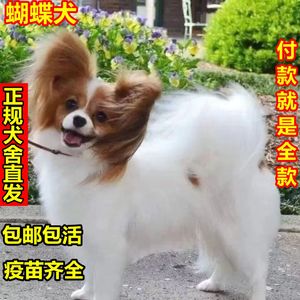 蝴蝶犬幼犬黄白蝴蝶犬家养黑白小型狮子犬狗活的大头耳朵长毛狗狗