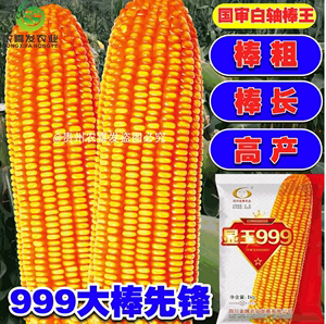 显玉999白轴高产杂交玉米种子西南粮食饲料玉米种子正大999玉米种