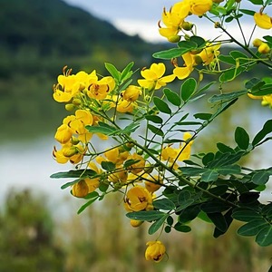 蛇灭门种子四季种植望江南野决明籽户外驱蛇草籽庭院盆栽树苗花卉