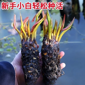 睡莲水培植物四季水养荷花水莲花盆栽花卉水池塘大睡莲根块带花苞