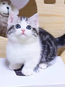 香港猫舍美短加白起司猫虎斑美短猫幼猫崽矮脚曼基康猫宠物蓝白猫
