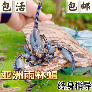 亚洲雨林蝎子宠物超大个体另类昆虫假皇帝巨型新手入门送饲养套餐