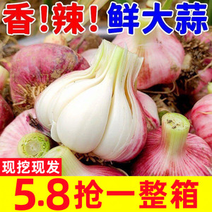 【鲜蒜】10斤现挖湿蒜大蒜糖醋蒜嫰干蒜头新祘紫皮头整箱批发1斤