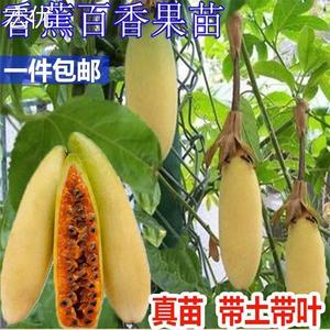 新品种香蕉百香果苗 钦密9号百香果树苗 台农黄金百香果树苗包邮
