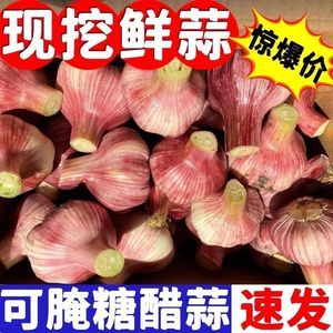 特级2024年新鲜大蒜头山东金乡鲜蒜紫皮大祘腌制现挖嫩蒜湿蒜生蒜