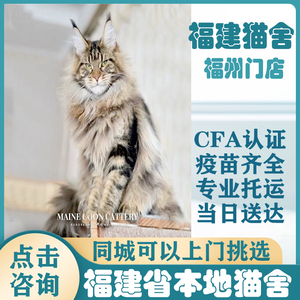 【福建猫舍】纯种缅因猫幼猫巨型长毛赛级血统烟灰银红虎斑宠物猫