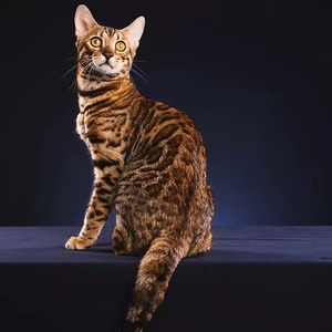 【广东猫舍】纯种孟加拉豹猫活体豹纹短毛黄金豹雪豹银豹宠物猫咪
