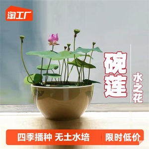 碗莲种子四季无土水培植物睡莲荷花室内盆栽绿植花卉客厅阳台种植