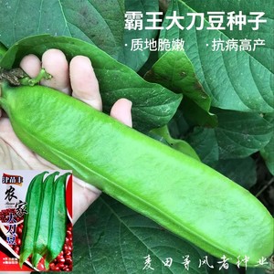 刀豆种子霸王大刀豆种籽巨型大豆角种籽四季爬藤蔬菜豆角种子
