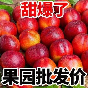 【自然熟】珍珠枣油桃小桃子枣味蜜桃脆甜硬新鲜水果应季整箱