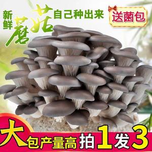 新疆西藏包邮【买一发三】蘑菇菌包平菇金针菇秀珍食用菌菌种阳台