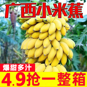 正宗苹果蕉香蕉新鲜9斤当季水果自然熟粉蕉芭蕉小米香甜尾蕉小果