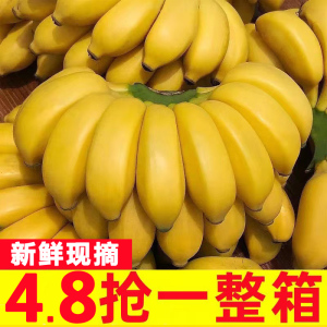 广西小米蕉现摘当季水果新鲜10斤自然熟banana苹果香蕉芭蕉包邮5