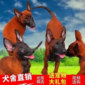 【爆款】爆红2-3个月双血统马犬精品纯种幼犬看家护院放牛放羊犬