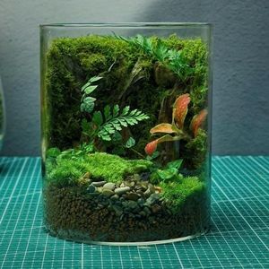 送5只螃蟹苔藓桌面玻璃景观鱼缸办公室造景盆栽植物生态客厅摆件