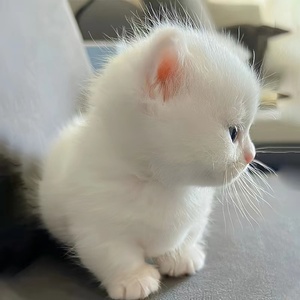 曼基康矮脚猫白色乳白橘白幼猫米努特拿破仑纯种英短宠物活体猫咪