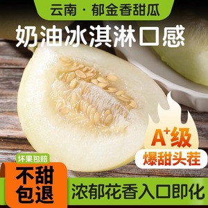 云南郁金香小甜瓜新鲜应季水果高香头茬现摘香瓜蜜瓜网纹哈密瓜