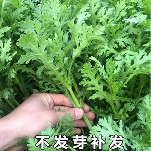 阳台四季小叶茼蒿菜种籽皇帝菜种子大叶春秋冬后蔬菜种子大全菜籽