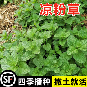 凉粉草种子特菜仙人冻仙草尖萼鱼黄草阳台蔬菜庭院四季播种种籽