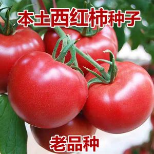 大番茄种子超甜红果特大西红柿大全盆栽高产阳台春季秋季蔬菜种子