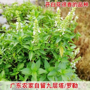 九层塔种子白花大叶罗勒种子盆栽食用蔬菜香草金不换阳台庭院植物