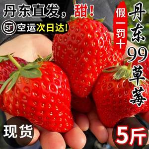 正宗丹东99草莓5斤新鲜红颜九九牛奶油东港草莓礼盒当季水果整箱