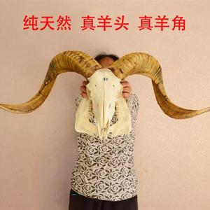 西藏天然纯真羊头骨标本羊头装饰摆件手工壁挂特色手工艺礼品