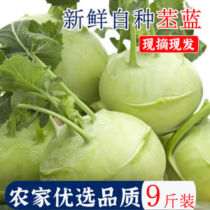 云南省新鲜蔬菜苤蓝水果大头菜疙瘩菜芥菜头泡菜撇了现摘现发
