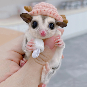 蜜袋鼯幼崽蜜袋鼬口袋飞鼠小宠物活物送笼子小蜜粘人认主的密袋鼠