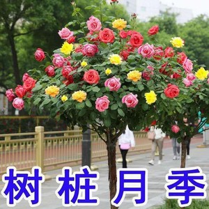 云南棒棒糖树桩月季花苗特大花朵花卉植物庭院四季开玫瑰带花树状