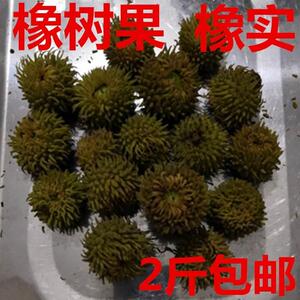 橡壳橡碗子橡树果壳板栗壳栗子皮橡子壳橡果帽植物染料装饰材料