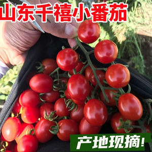 千禧果圣女果小番茄西红柿子新鲜蔬菜非海南水果生吃5斤现摘现发