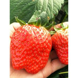 食用奶油大草莓种籽子四季种植室内阳台盆栽水果农家蔬菜草莓种子
