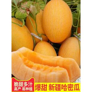 新疆哈密瓜种子香瓜甜瓜种孑超甜网纹高糖四季春季特大早熟水果籽