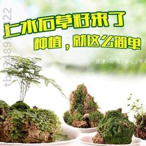 石吸假山植物造景水石盆景景观上水盆栽草籽微珍珠小草护盆,