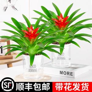 鸿运当头盆栽室内水培绿植四季开花好养发财树植物苗红掌客厅花卉