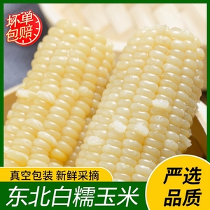 东北白糯玉米10根粘玉米棒真空装包非转基因新鲜粗粮即食软糯当季