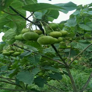 天然植物桐油生桐油  优质桐油 四川桐油 桐子压榨包邮巴蜀桐油