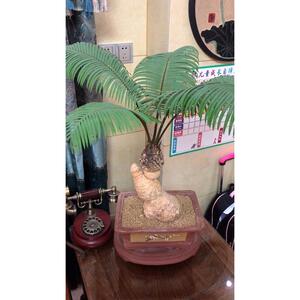 精品铁树稀正宗石山白皮白磷石来有运转盆景净化空气吸甲醛好养活