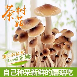 茶树菇菌种家种菌包菌袋家庭室内香菇种植整箱新鲜蘑菇食用菌菌棒