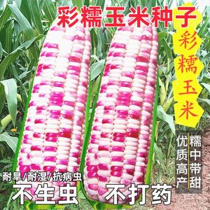 甜彩糯玉米种子花玉米甜糯玉米种子花糯玉米四季非转基因黏玉米种