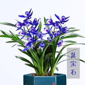 世界上香的兰花 蓝宝石 四季开花兰花苗浓香型室内花卉植物好养