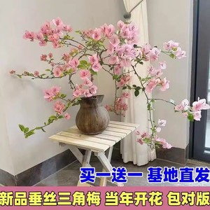 耐寒耐热新品勤花三角梅盆栽带花苞重瓣加州黄金四季开花红樱绿樱