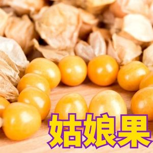 大黄红菇娘苗子种苗孑苗东北灯笼果春季果的树四季蔬菜姑娘果苗树