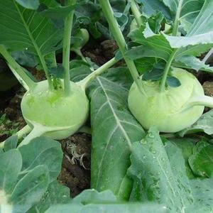 四季水果苤兰种子农科院良种蔬菜翠玉青苤蓝菜球有机皮兰蔬菜种子