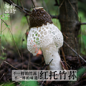 海伶山珍青川短裙竹荪干货50G 农家自种红托竹荪煲汤食用竹菌蘑菇