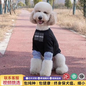 巨型贵宾犬幼犬纯种巨型泰迪犬巨贵犬活体花色灰色白色小宠物狗狗