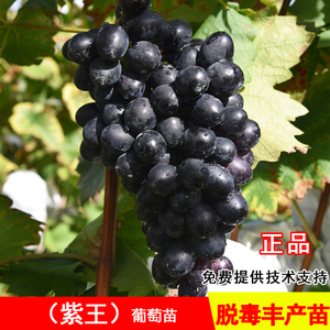 贵州长顺紫王葡萄树苖无籽黑提葡萄苗南方北方种当年结果果树果苗
