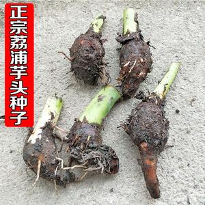 正宗广西桂林荔浦芋种子苗种植技术栽培槟榔紫芋仔自种香芋育秧苗